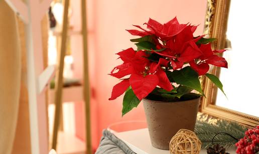 Vodič za božićnu zvijezdu: Kako odabrati zdravu biljku i brinuti se o njoj na pravilan način