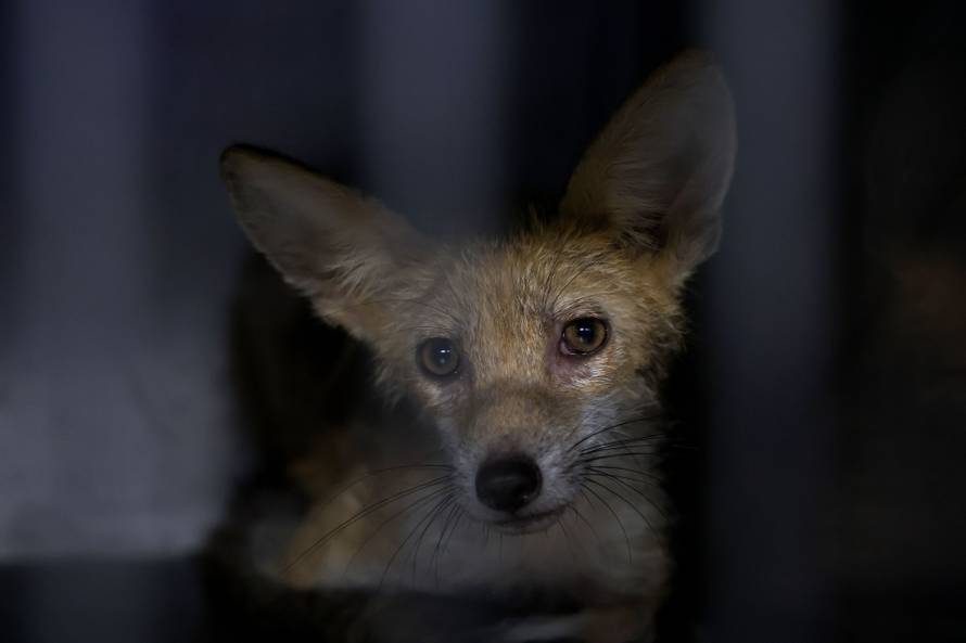 Oporavilište zagrebačkog ZOO-a skrbi za šest mladih lisica koje su zalutale u grad