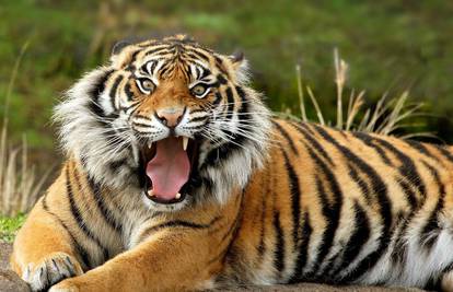BiH: U oglasniku nudi tigrove, lavove, risove, pustinjske lisice 