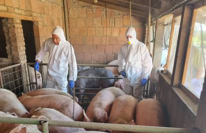 EU Hrvatskoj: 'U mjesec dana morate poklati još 50.000 svinja ili ništa od prodaje mesa'