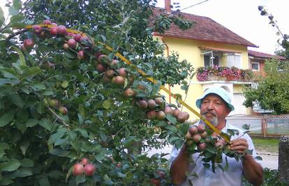 Na jednoj grani izraslo mu je čak 128 plodova jabuka