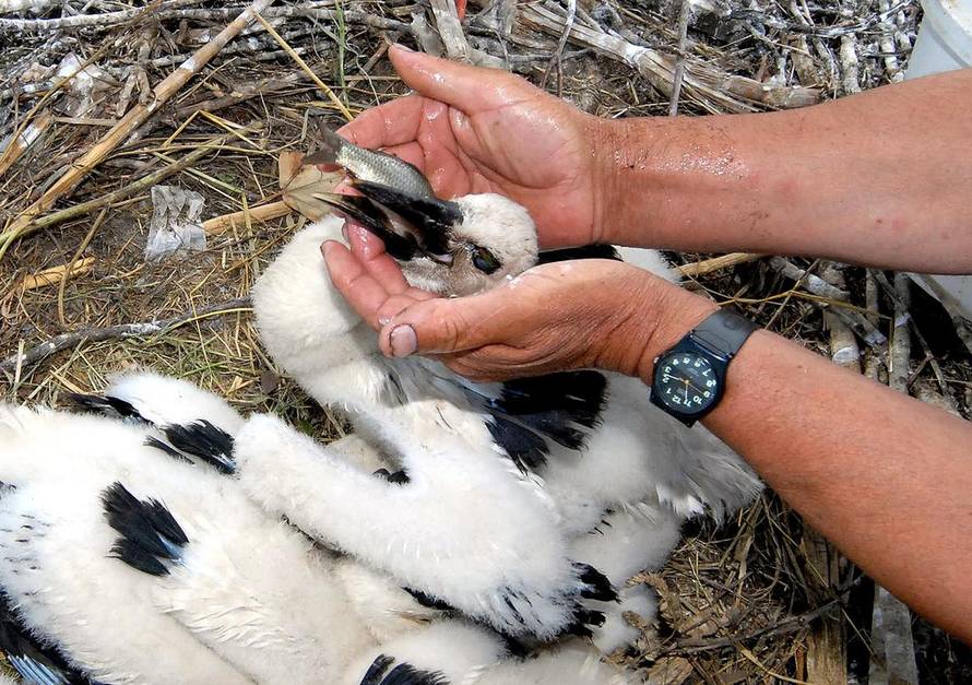 Ivica Galović/PIXSELL