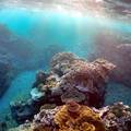 Može doći do katastrofe: Zbog toplog mora izbjeljuju se koralji