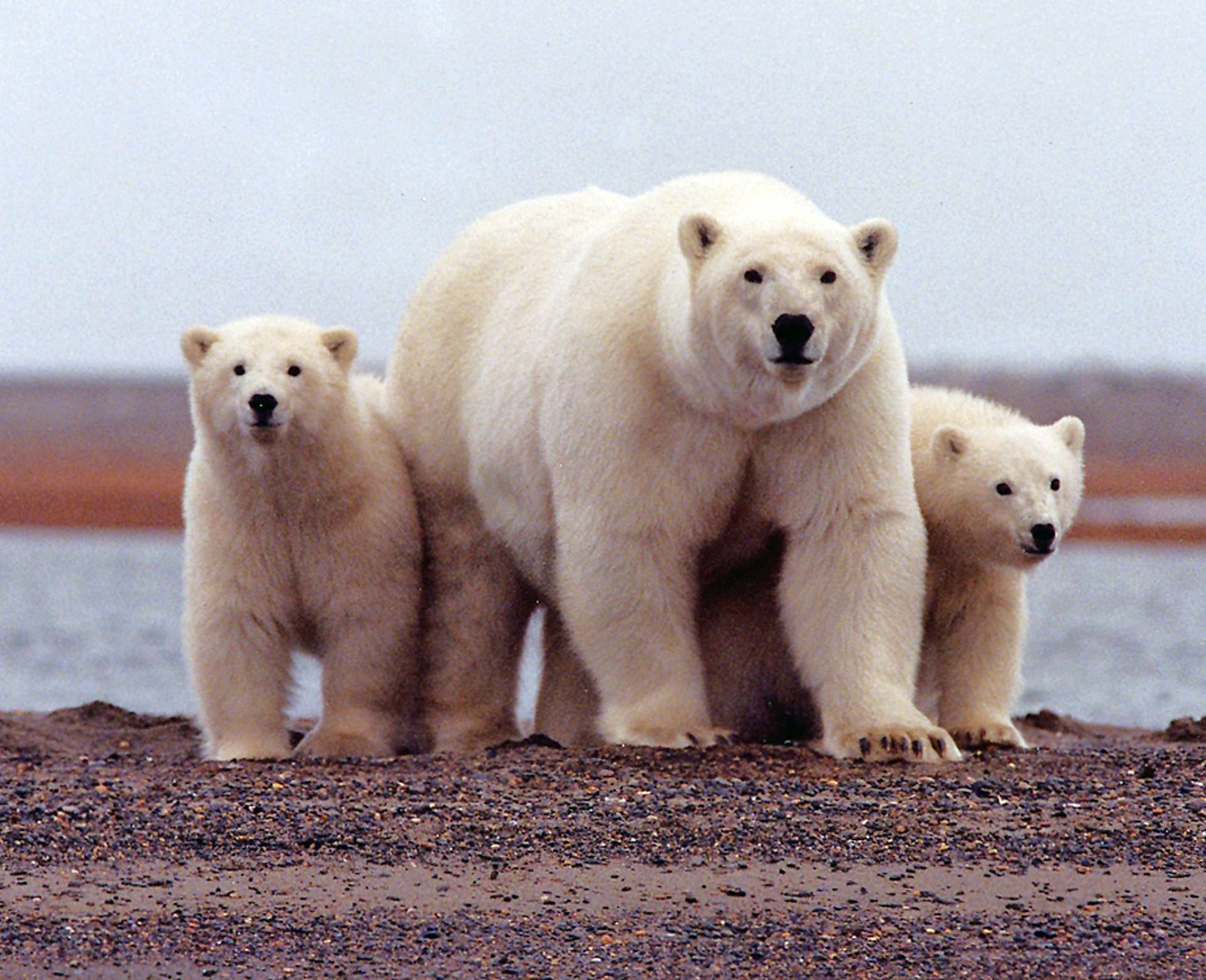 File photo of a polar bear keeping close to her young along the Beaufort Sea coast in the Arctic National Wildlife Refuge