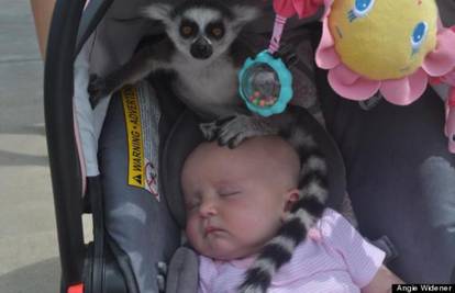 'Oprostite, gospođo, lemur sjedi na glavi vaše bebe'