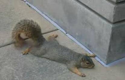 Vjeverica se pravi mrtva na pločniku pred bankom