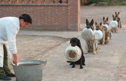 Kao u menzi: Disciplinirani psi čekaju u redu za hranu! Zašto?