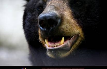 Država će mu isplatiti 253.000 € jer ga je ozlijedila medvjedica