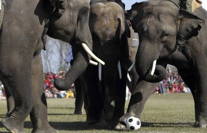 Nogama i surlama: Slonovi su zaigrali nogometnu utakmicu