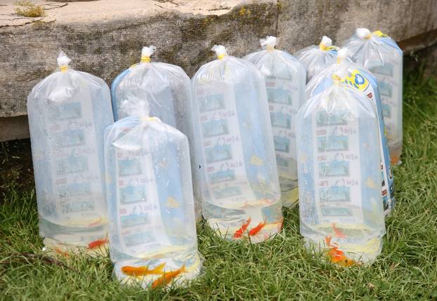 Šibenik: Fontana poznata po kornjačana dobila  nove stanovnike, 18 ribica