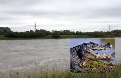 Odgodili su veslačku utrku: U Dunavu plivao mega krokodil 
