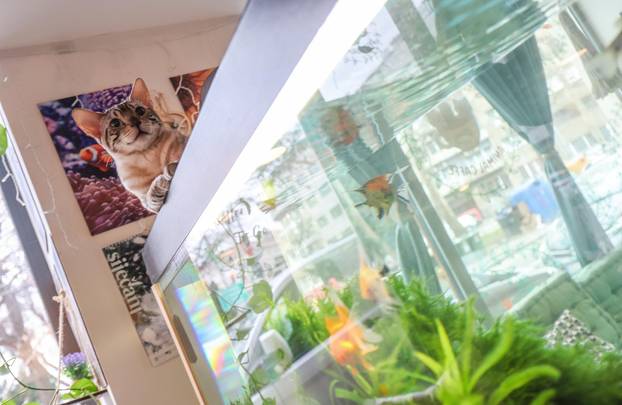 Zagreb: Emilija i Amer Alaydi otvorili su kafić Animal caffe