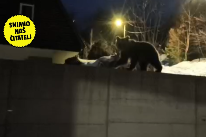 Neobi&ccaron;an gost u Gorskom kotaru: 'Medo je htio dograbiti hranu, ali boji se pasa u vrtu'