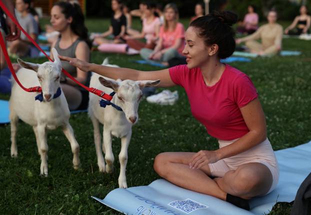 People practice yoga with baby goats in Moscow