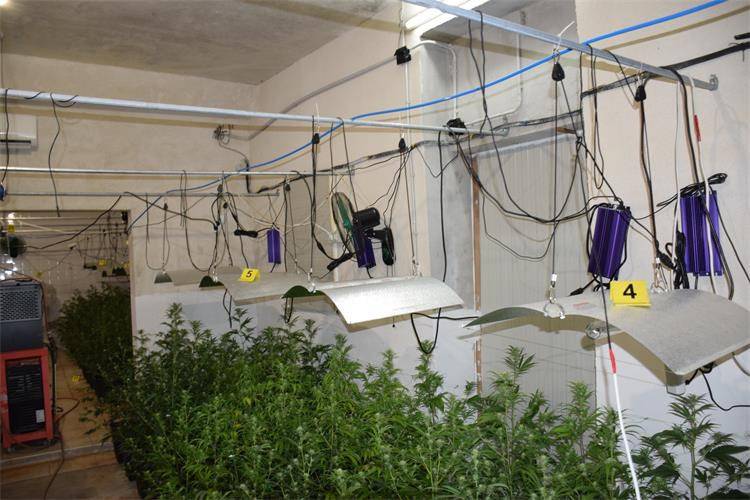 VIDEO Policija kod Solina našla laboratorij za konoplju: 216 stabljika hladili su ventilatori