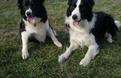 Border Collie: Inteligentan pas koji je uvijek spreman za akciju