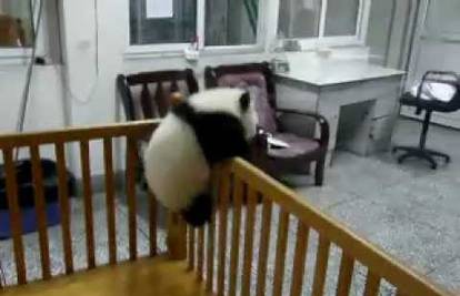 Dok su druge istraživale kutiju, baby panda pokušala je bježati