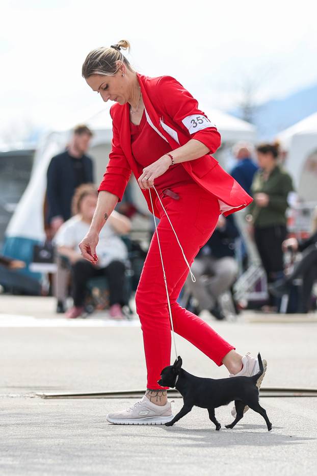 Zaprešić: Ispred Wesgatea održana međunarodna izložba pasa