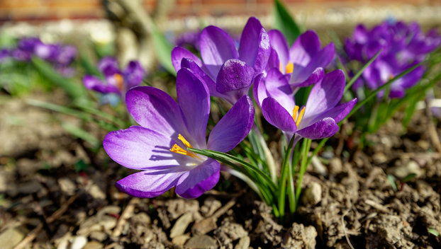 Rujan je idealno vrijeme: Evo koje trajnice treba sada posaditi