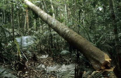 Zbog klimatskog sumita gradi se autocesta na zaštićenom dijelu Amazonske prašume...