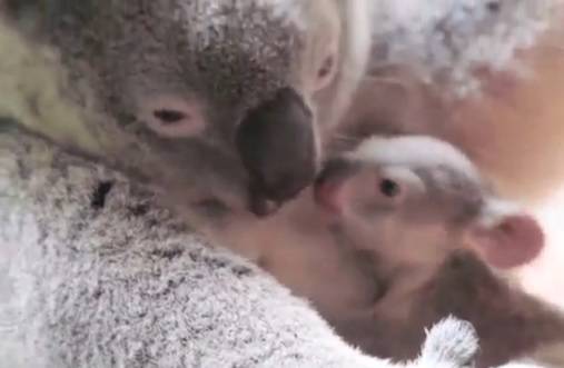 'Mama, ne puštaj me': Objavili dirljiv video mladunčeta  koale