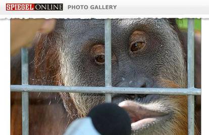 Rodila se nova zvijezda: Orangutan Ujian snimio CD