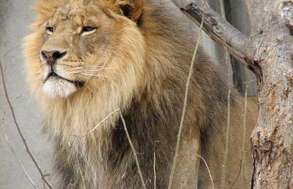 Kraljevski život: Dok lav odmara, ženke love i donose mu ručak