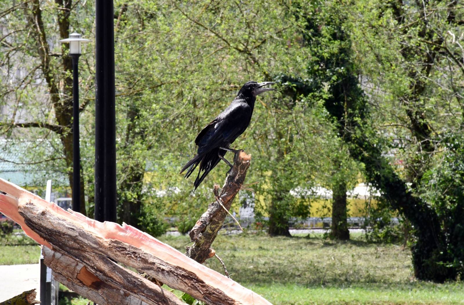 U jučerašnjem snažnom nevremenu stradale su i brojne ptice u parku Zvečevo pokraj Orljave.