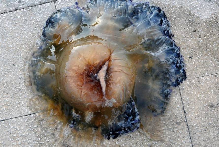 Hrvoje Jelavić/Pixsell