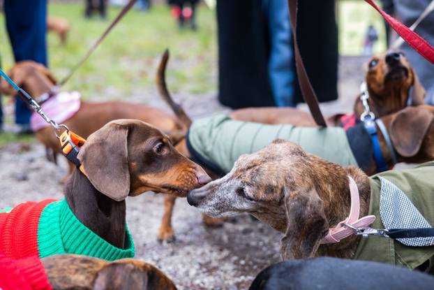 Zagreb: Adventska špica jazavčara 