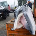 Svijet u nevjerici; Japan nakon 32 godine kreće u izlov kitova