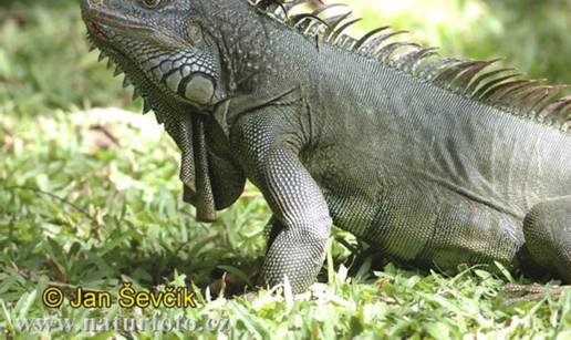 Iguana prošetala Jarunom: Ne zna se vlasnik, dali su je u ZOO