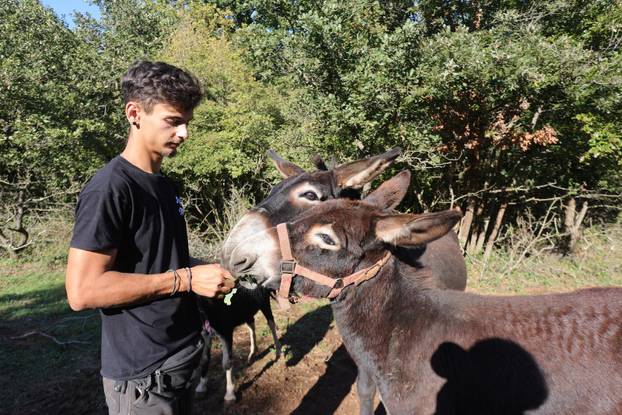 Vodnjan: Za Naj kozu 2025. godine izabrana je koza Jelena, vlasnika Mattea Muškovića 