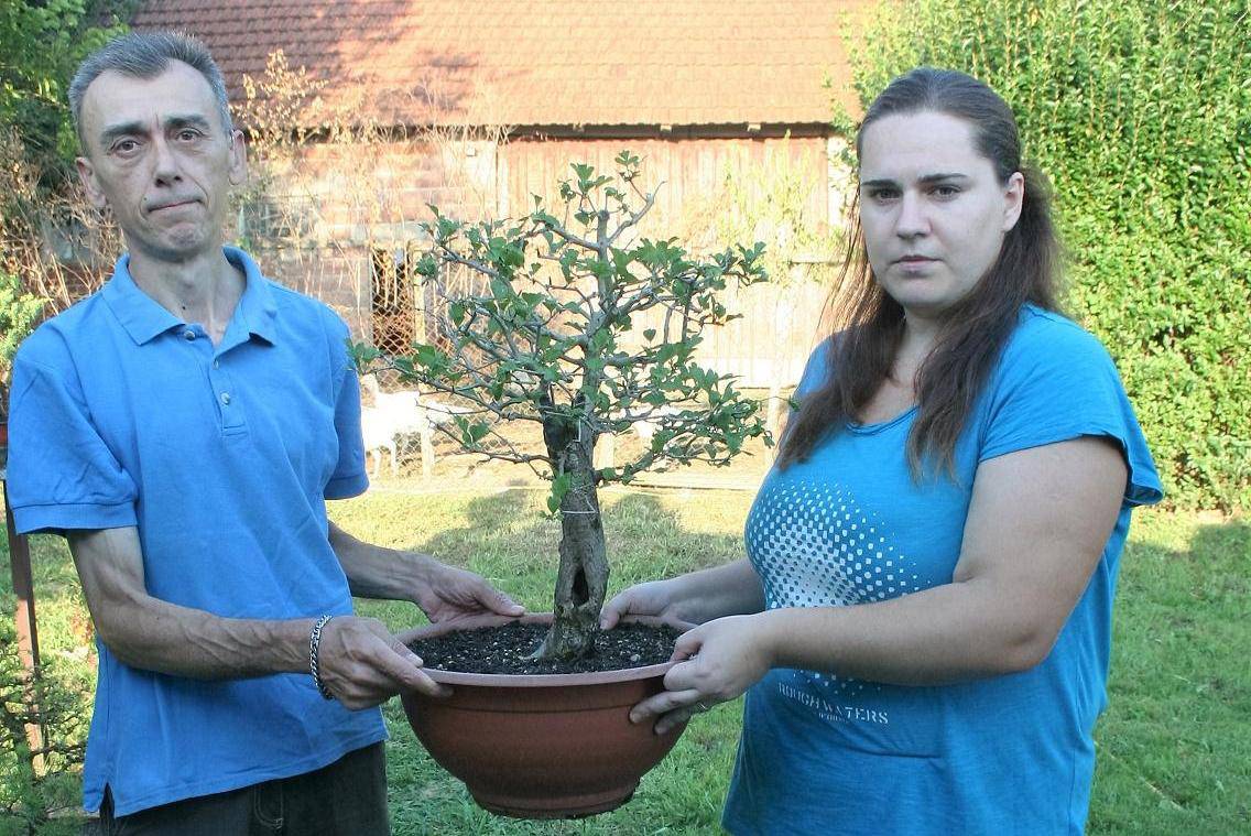 Jedini u Europi uzgajaju mini bonsai drvca od domaćih vrsta