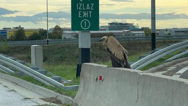 Nevjerojatno: Veličanstveni bjeloglavi sup doletio u Zagreb i odmarao se kraj obilaznice...