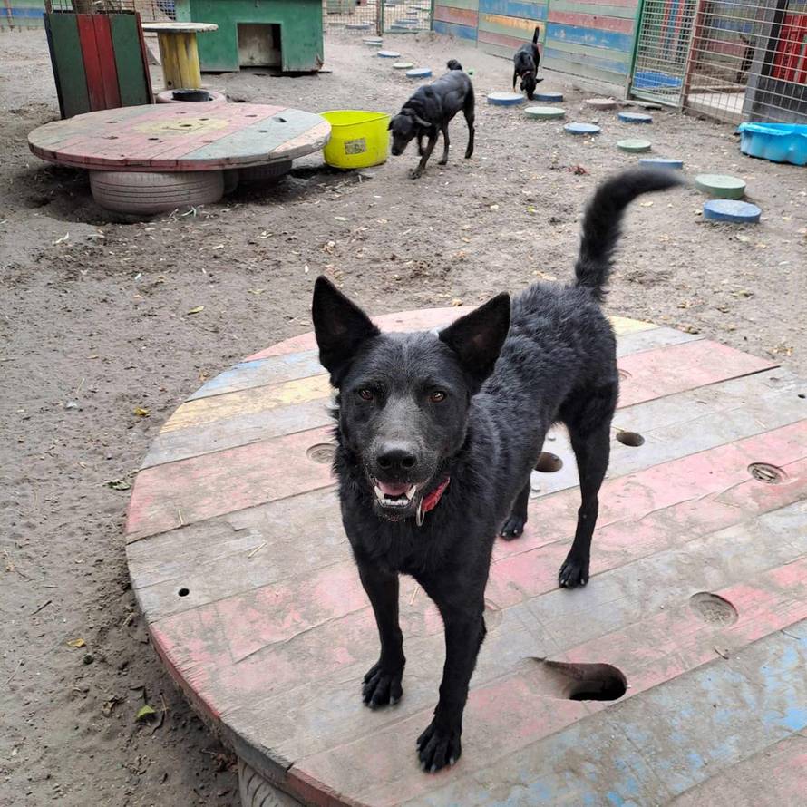 FOTO Bjegunac Đuro nasmijao društvo iz osječkog azila: 'Tog jutra trebao je na kastraciju'