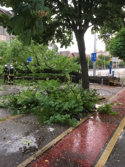 Vatrogasci rade od ranog jutra: Vjetar srušio stablo na cestu...