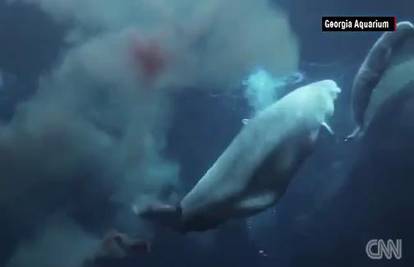 Imamo fascinantnu snimku: Pogledajte rođenje bebe kita