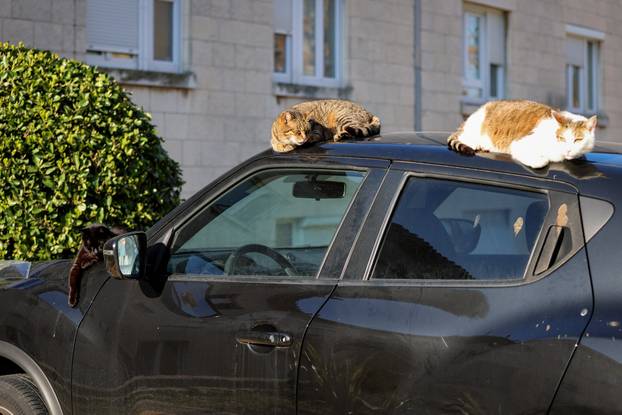 Zadar: Mace uživaju u sunčanom danu