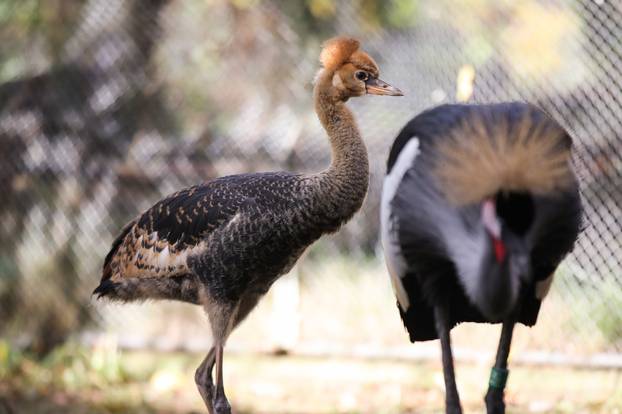 Zagrebački krunati ždralovi predstavljeni javnosti 