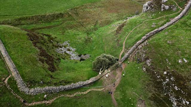 General view of the felled Sycamore Gap in Northumberland.