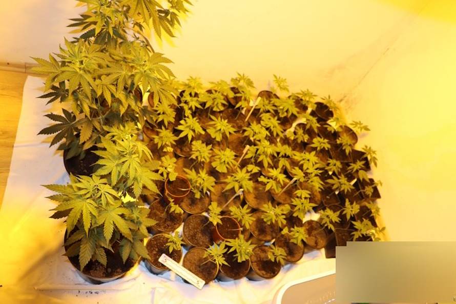 FOTO 'Pao' diler iz Dugog Sela: Umjesto povrća u plasteniku je uzgajao veće količine 'trave'