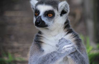 Na rubu izumiranja: Lemuri su najugroženiji primati na Zemlji