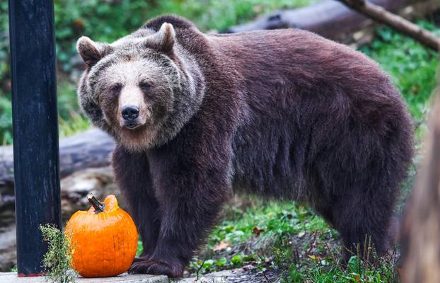 Zagreb: U Zoološkom vrtu organizirana podjela slasnih bundeva životinjama