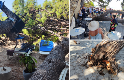 Drama u Baškoj Vodi: Na plažu palo stablo, četvero ozlijeđenih