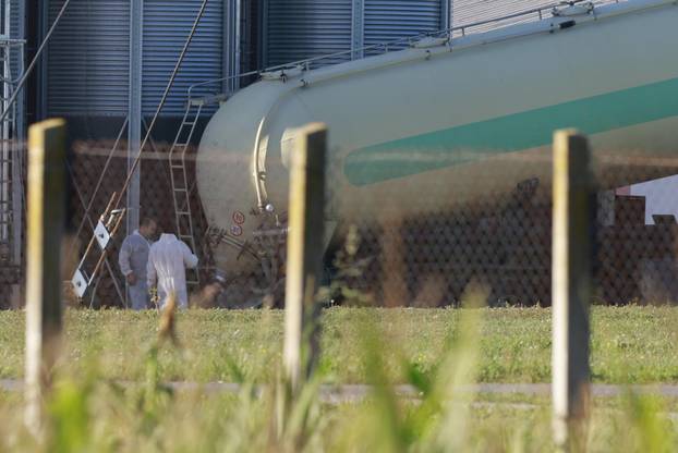 Sokolovac: Kreće eutanazija svinja, uvode se novi sigurnosni protokoli