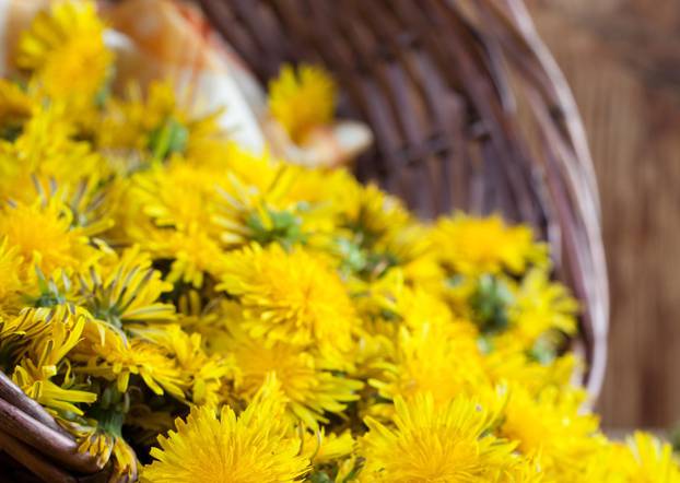 Dandelions in a basket