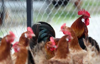 Min. poljoprivrede: 'Stiže nam nova opasnost od ptičje gripe'