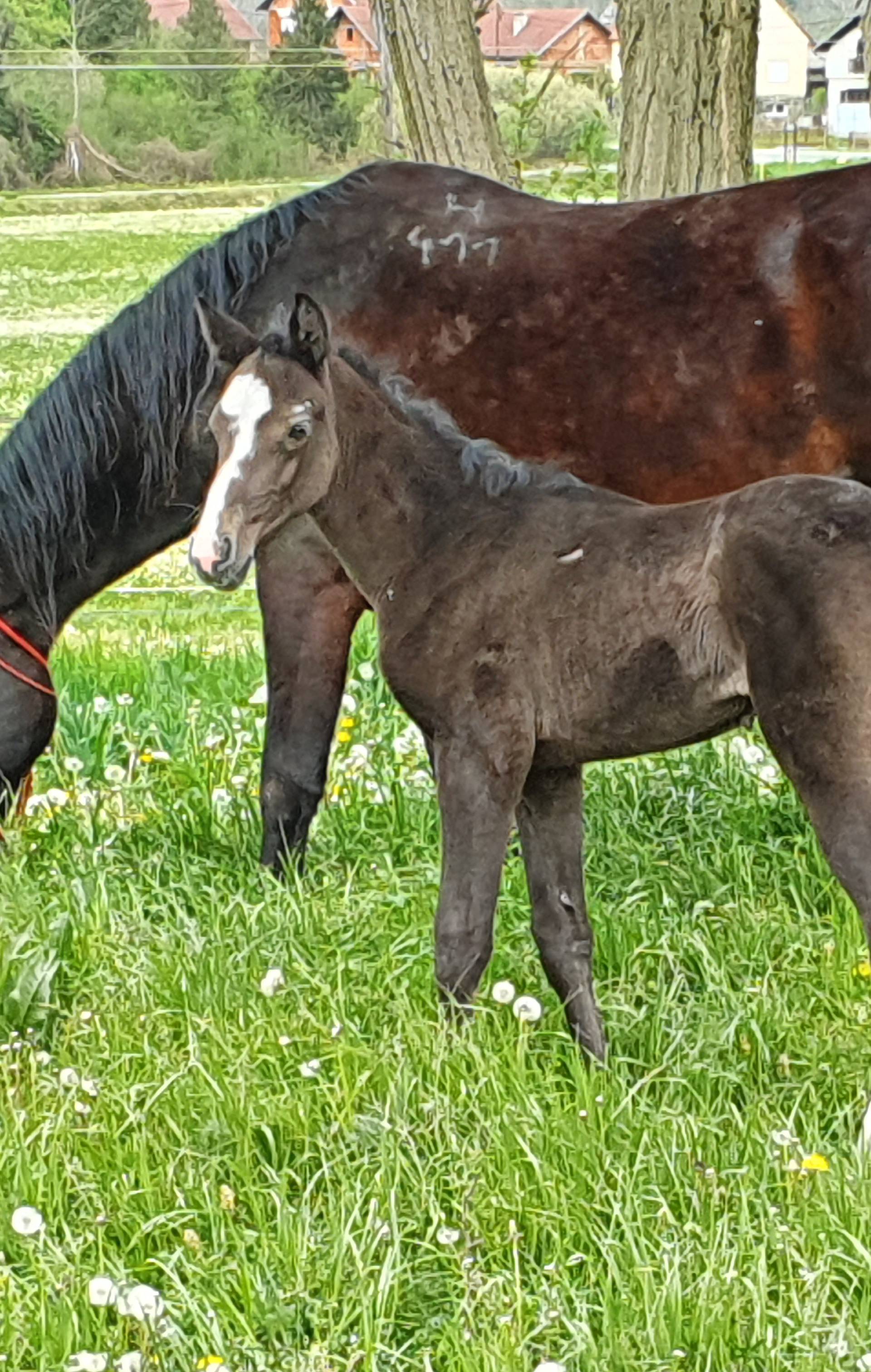 Veselje u Lipiku: Kobile su na svijet donijele šest ždrebadi