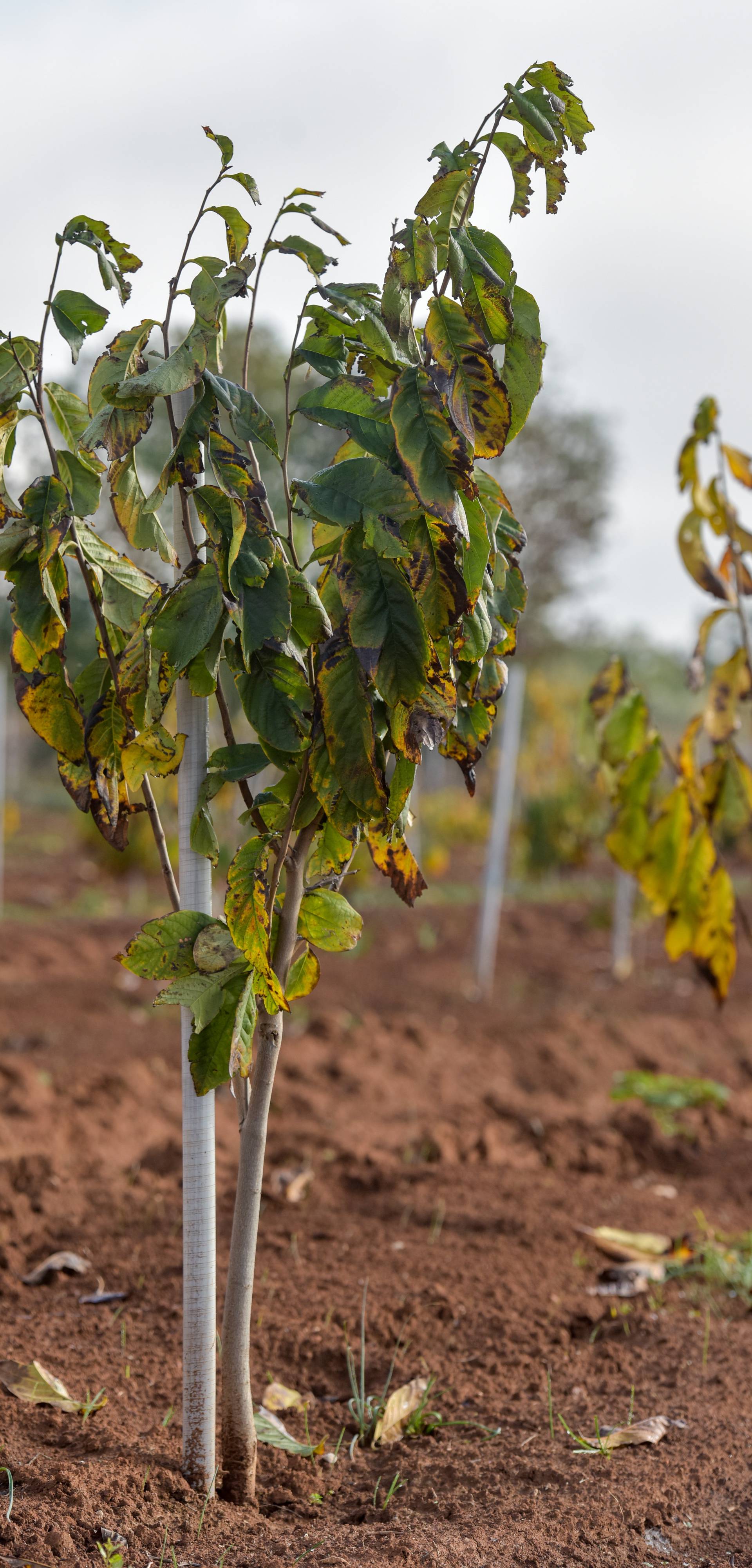 'Same' se prodaju: 'Moje paw paw banane podnose i -30 °C'